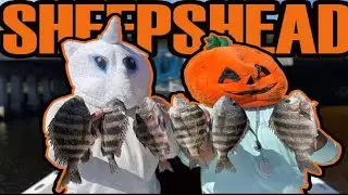 SHEEPSHEAD FISHING Bridges & Oyster Bars! *HALLOWEEN SPECIAL*