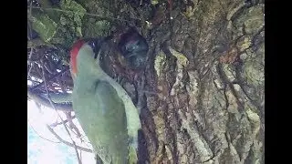 GROENE SPECHT | Jonge groene spechten in beeld