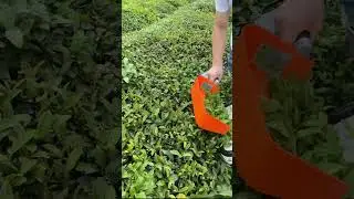 Single Man Battery Tea Leaf Plucking Machine
