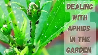 What is Diatomaceous Earth? Organic pest control | Dealing with an aphid infestation in our garden