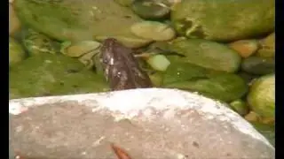 natrix maura la  couleuvre  viperine