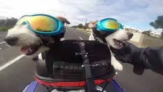 DASHPATCH 1ST Movie
