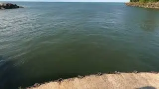 Catching gobys and feeding the bird with them!
