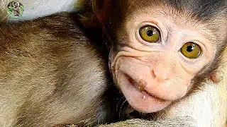 It's smile poor baby Bree | So cute baby Bree get nurse by mom Brinn |