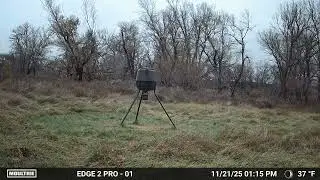 Big Buck- Kansas 