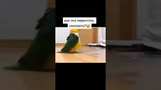 Тик Ток Видео (переозвучка)