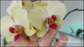 Посадка деток орхидей🌿