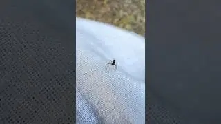 Spider Running 🕷️ #spider #spiderman #viral #trending #ytshorts #youtubeshorts #srk #short #village