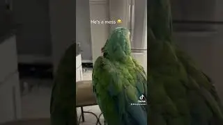 #macaw #macaws #macawlovers #macawmadness #macawbird #macawdancing #youtube #viralvideo