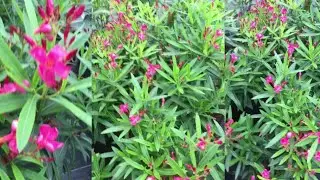 Pink nerium oleander flower shrub garden/Nerium flowers.