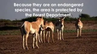 Khur (Wild Ass) Sanctuary