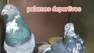 ¿los cohetes afectan en las puestas?😞♥️ (palomos deportivos)
