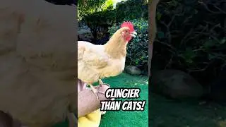 CLINGIER THAN CATS!! 🐔💕 GooseyGirl is the cuddliest chicken in the world lol