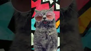 Salmon ass Kitty