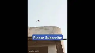 🐦😍Innocent Sparrow Came to our home #innocent #sparrow #life