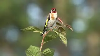 Distelfink (Carduelis carduelis)