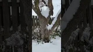 Бельчата играют на снегу🐿️🤗❄️#cute #squirrel #wildlife #snow #winter #nature #illinois #usa