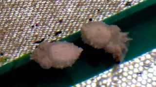 keeping sepia bandensis dwarf cuttlefish part 2 archival footage