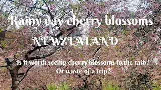 Rainy Day Cherry blossom |New Zealand 