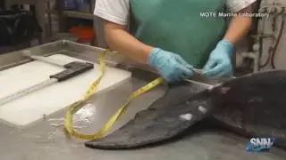 SNN: NOAA declares dolphin deaths an unusual mortality event