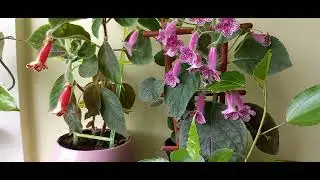 31.05. 2024 р.я з квітковими новинами 🌱