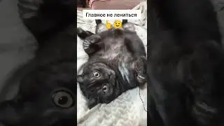 Главное не лениться 👆😉 #cat #comedy #юмор