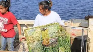 Alabama Blue Crabs: From the Gulf to You