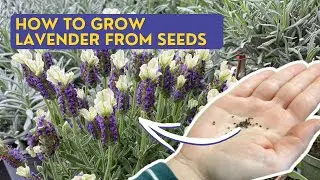 How to Grow LAVENDER FROM SEEDS Indoors