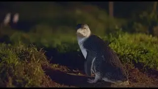Penguins Premium