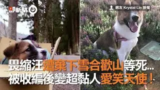 畏縮汪遭棄下雪合歡山等死...　被收編後變超黏人愛笑天使！
