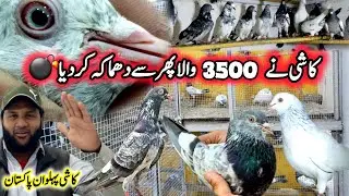 Kashi k kabootar Khobsurat Collection 🔥 || 0332-193-7025 || 3500 ma Shandar Kabootar 