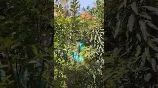my nature my life