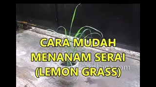 Cara Mudah Menanam Serai