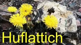 Der Huflattich - Heilpflanze (Husten, Hustenmittel, schleimlösend) | Wildpflanzen TV