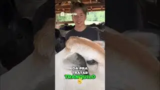 Alimenta&ccedil;&atilde;o Animal  Produ&ccedil;&atilde;o de Ra&ccedil;&atilde;o e Rotina Di&aacute;ria!!! #fazenda #pecuaria #agro #shorts #ro&ccedil;a