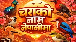 Birds name in nepali/ birds name in nepal/ birds name in nepali and english #बिर्द्स्🐦️🕊️#nepal
