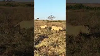 Playful Kidongoe #lion