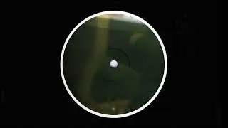 BLNDR - Botanical Garden