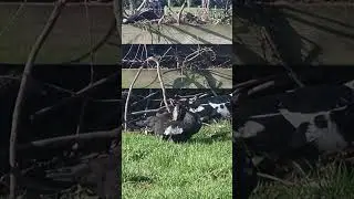 vlog no. 27 #farming #duck #lifestyle  #nature