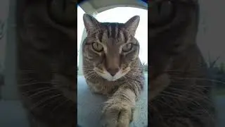 😹😹🤣Funny cat|Ring camera