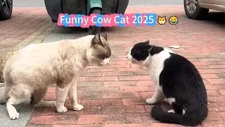 This Cat Can&rsquo;t Stop Shaking His Head 😂 | Funny Cow Cat Compilation 2025