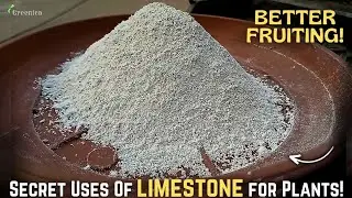 SECRET Uses of LimeStone Powder For Plants, & The Correct Way To Use It!