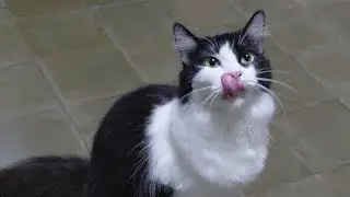Cute tuxedo cats