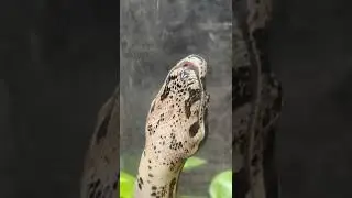 Dubai&rsquo;s first anacondas can now be seen at The Green Planet