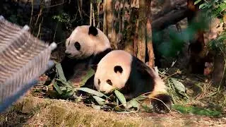 15日的玖菜花叶集齐了 这四姐妹的吃饭风格完全不一样啊#panda#huahua#cute#大熊猫#animals