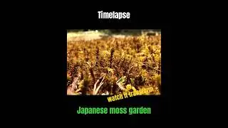 Japanese moss garden #japan #timelapse #homestead #garden #japanesegarden #homesteading #outdoorlife
