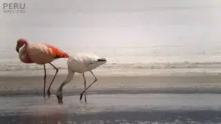 James's Flamingo