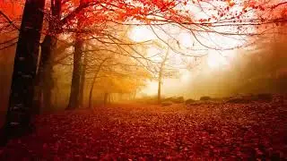 30 Minute Relaxing Sleep Music  Nature Sounds, Meditation Music, Study Music, Sleep Meditation 2580D