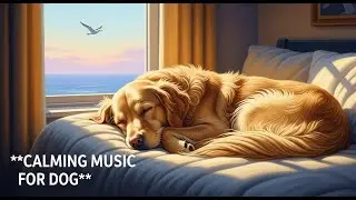 12 hours Dog Anxiety Relief Music : Calm Your Dog, Reduce Stress & Promote Peaceful Sleep 😌🐕