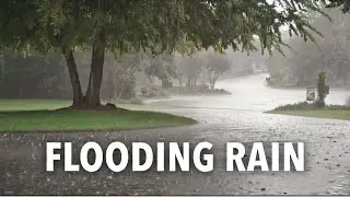 Suburban Street Flooded in Heavy Rain: Misty Trees & Downpour